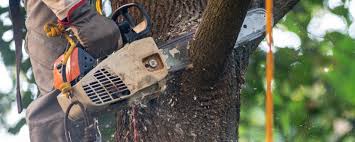 Best Leaf Removal  in Kimberly, ID